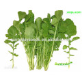 Suntoday Asian Gemüse F1 Bio Garten Rucola Argula Salat Lactuca Sativa Samen (32004)